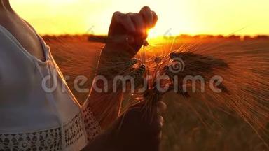 一个年轻的女人拿着一束<strong>麦穗</strong>在夕阳的背景下。 女孩`手指触摸<strong>金色</strong>